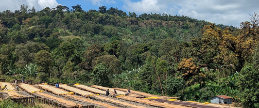 Ethiopia Coffee (Organic, Fairtrade)