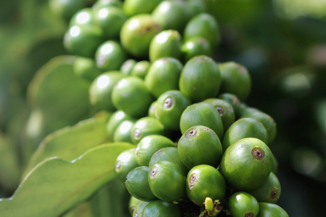Coffee beans on plant