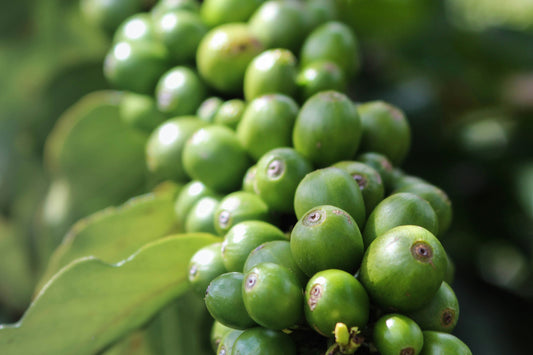 Coffee beans on plant