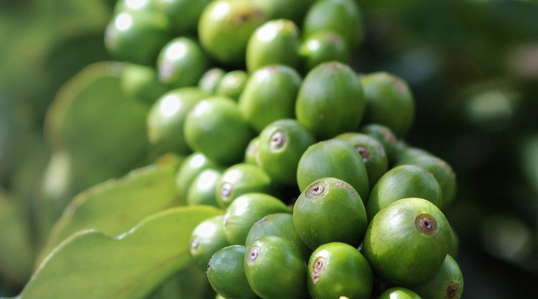 learn-everything-coffee-page-2-philly-fair-trade-roasters