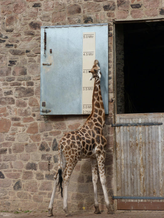 giraffe. height chart