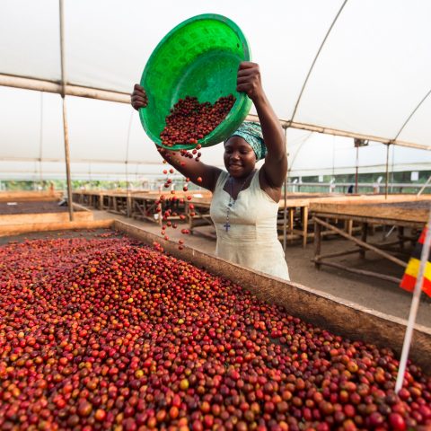 New Year, New Raw Ugandan natural coffee coming soon!