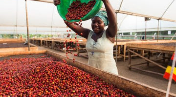 New Year, New Raw Ugandan natural coffee coming soon!