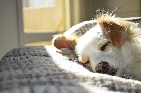 Caffeine and Sleep: Understanding The Impact on Your Rest
