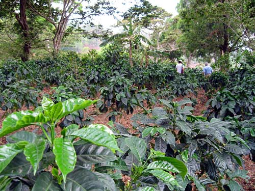 Shade grown coffee