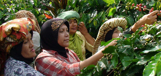 Coffee of the Month - Sumatra