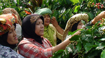 Coffee of the Month - Sumatra