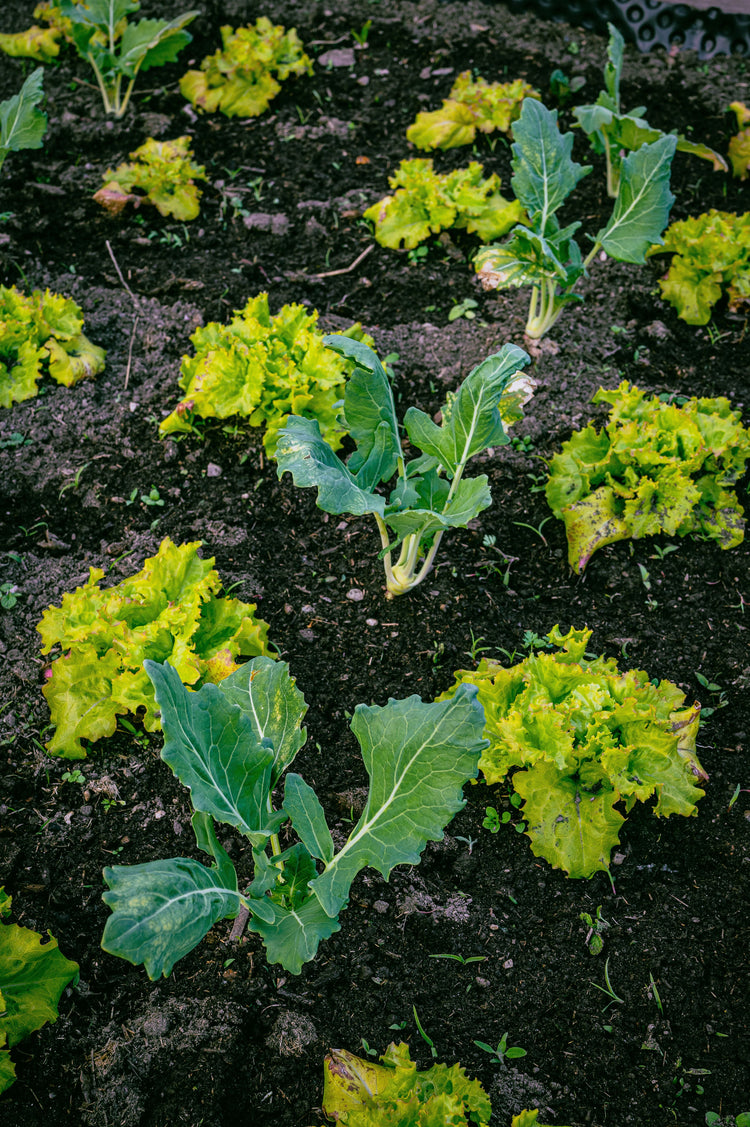 Coffee Grounds in Garden: How to Use Them Safely – Philly Fair Trade ...