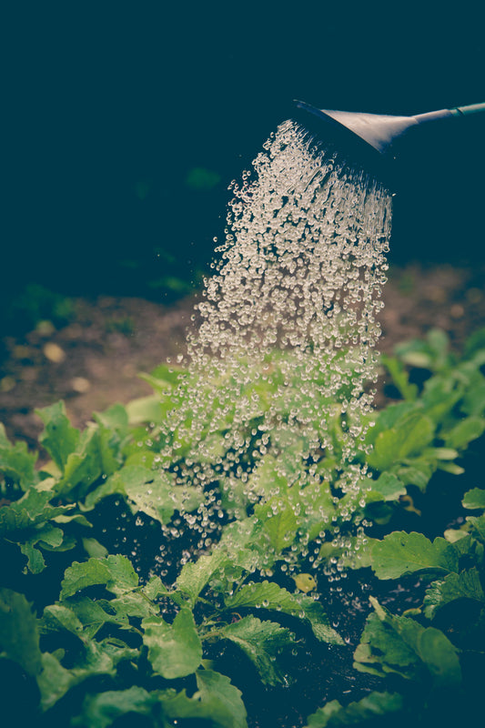 Watering garden
