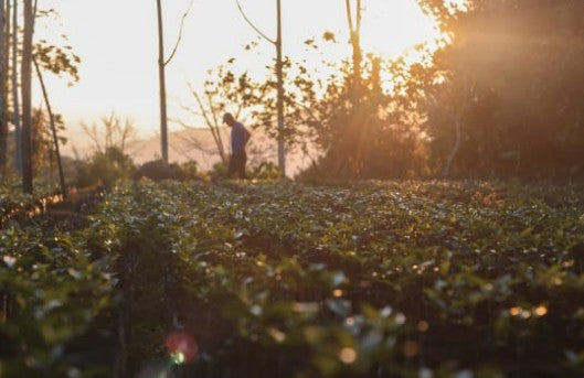 Bolivia La Paz Coffee (Organic, Fairtrade)