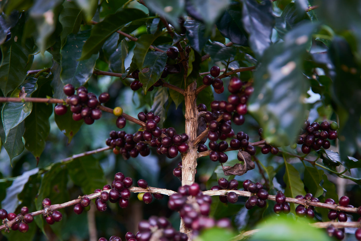 Guatemala Huehuetenango Coffee