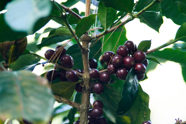 Brand New! Honduras - Roger Dominguez