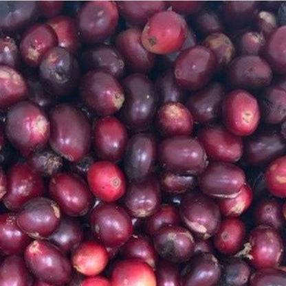 Costa Rica Coffee - La Amistad (Organic, Bird Friendly)