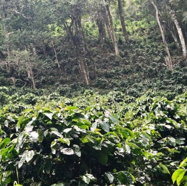 Costa Rica Coffee - La Amistad (Organic)