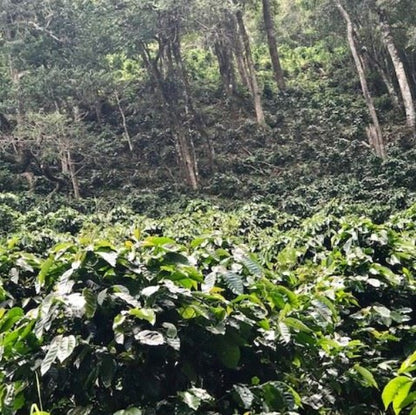 Costa Rica Coffee - La Amistad (Organic, Bird Friendly)