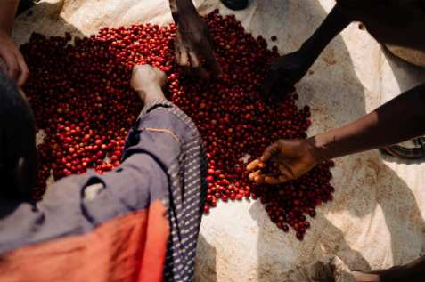 Burundi Ninga Hill Coffee