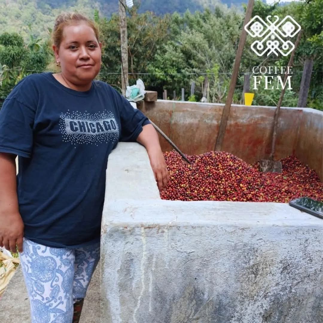 Mexico Coffee (Organic, Fairtrade)